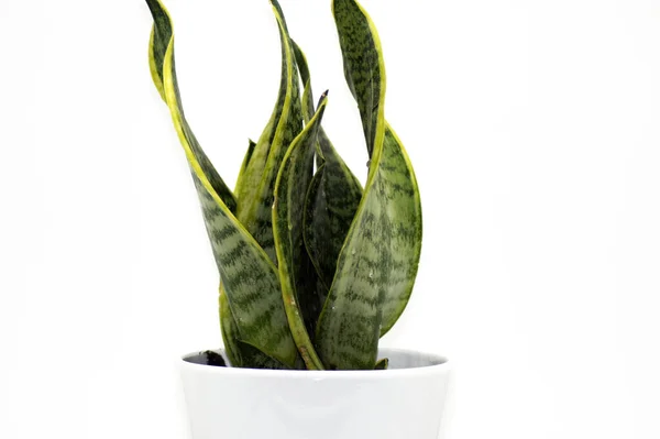 Eine Eingetopfte Sansevieria Auf Weißem Hintergrund — Stockfoto