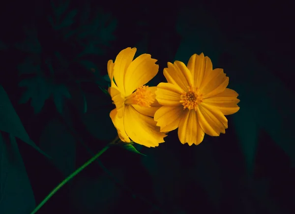 黑色背景上盛开的黄色野花 — 图库照片