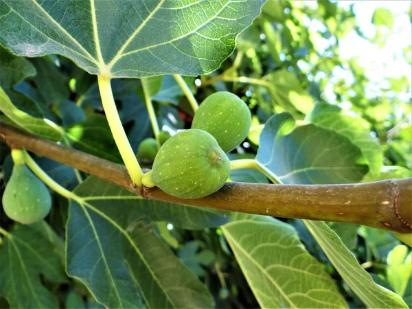 Primer Plano Una Higuera Frutos Verdes Jardín — Foto de Stock