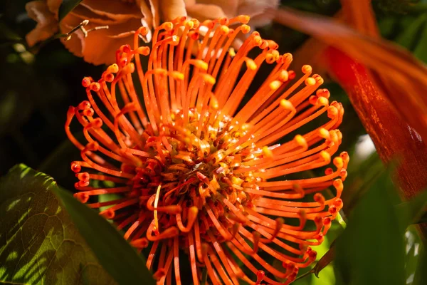 Eine Nahaufnahme Von Einem Orangefarbenen Nadelkissen Blume Kopf Hamid Blätter — Stockfoto