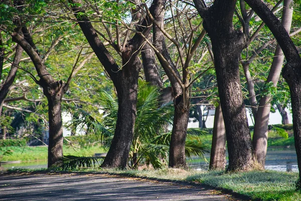 Een Prachtig Park Met Veel Bomen Een Lege Weg — Stockfoto