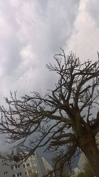 Plan Angle Bas Arbre Sec Avec Ciel Nuageux Gris Bâtiments — Photo