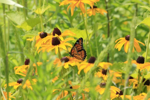 Primo Piano Una Farfalla Papilio Machaon Sul Fiore — Foto Stock