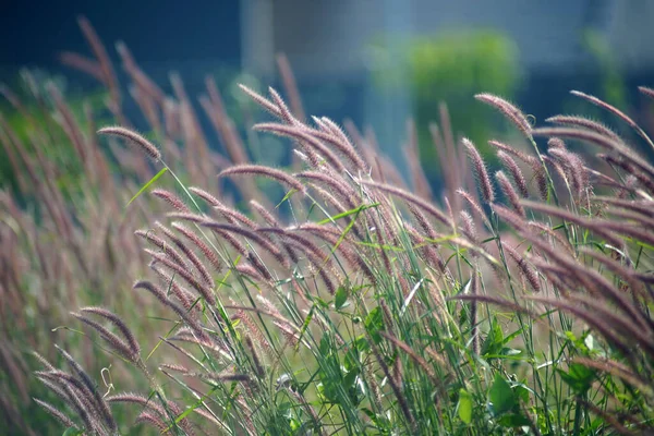 Closeup Shot Sweetgrass Field — Stock Photo, Image