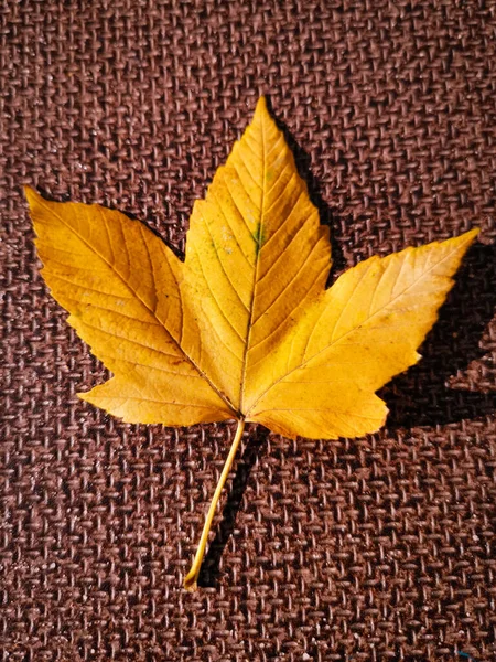 一片美丽的黄色秋叶在棕色的表面上垂直拍摄的照片 — 图库照片