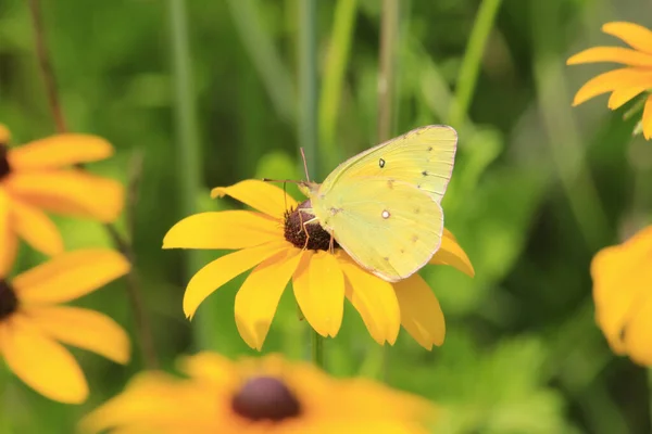 Plan Rapproché Papillon Sur Une Épeautre — Photo