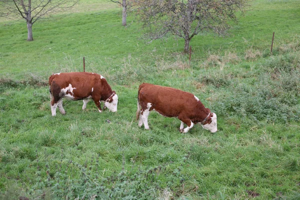乡间的田野和放牛的地方 — 图库照片