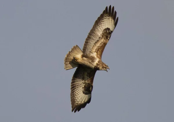 Tiro Perto Buzzard Montanhas Africanas Voando Céu — Fotografia de Stock