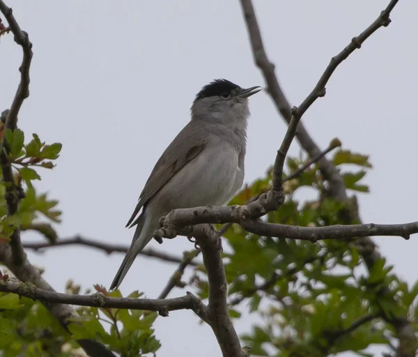 Plan Rapproché Une Paruline Tête Noire Sur Une Branche Arbre — Photo