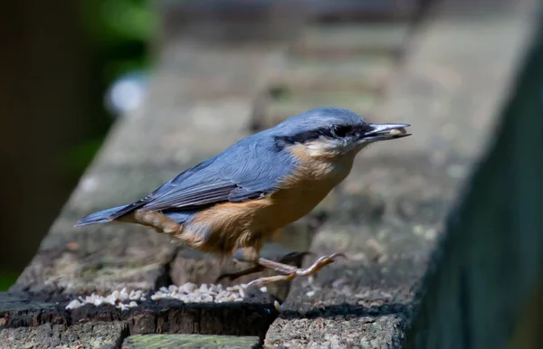 Tiro Close Nuthatch Comum Com Sementes Bico — Fotografia de Stock