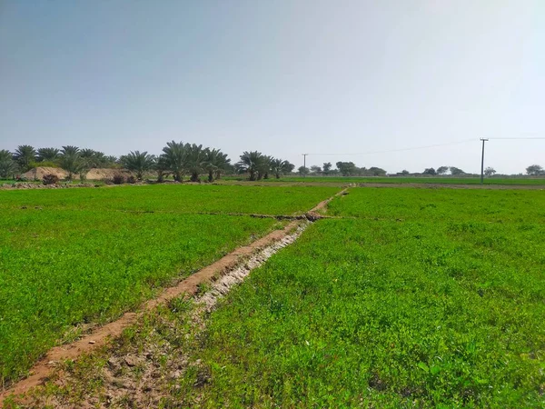 Bela Paisagem Com Campo Arroz Uma Grama Verde — Fotografia de Stock