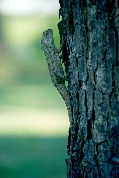 暗い背景に風化した木の樹皮のクローズアップショット — ストック写真