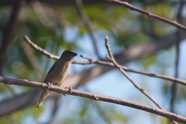 Primer Plano Pájaro Volador Del Viejo Mundo Posado Una Rama —  Fotos de Stock