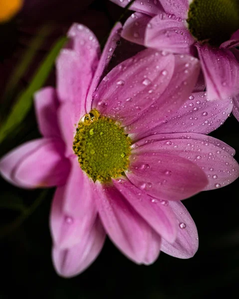 水滴付きピンクの菊の花のクローズアップショット — ストック写真