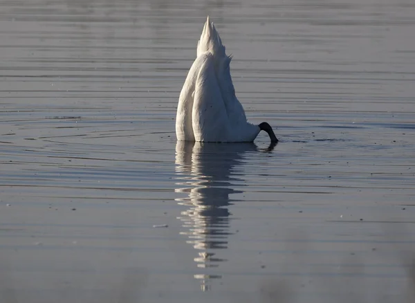 Zbliżenie Ujęcia Białego Łabędzia Nurkującego Jeziorze — Zdjęcie stockowe