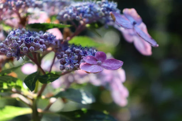 Bahçede Mor Ortanca Tırtıklı Mavi Kuş Çiçeklerinin Seçici Odak Noktası — Stok fotoğraf