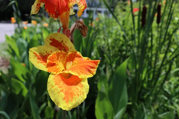 Detailní Záběr Oranžové Canna Humilis Květiny Rostoucí Zahradě — Stock fotografie