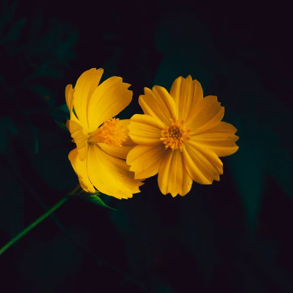Blommande Gula Vilda Blommor Svart Bakgrund — Stockfoto