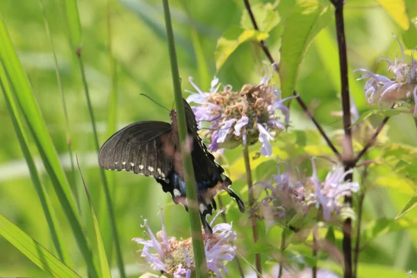 Closeup Shot Black Butterfly Flower — Stock Photo, Image