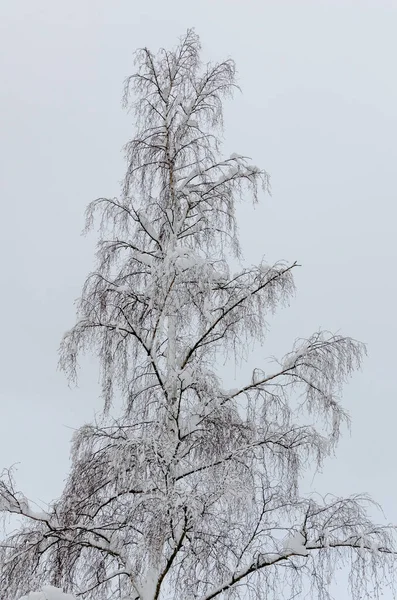 Pionowe Ujęcie Pięknego Zimowego Lasu — Zdjęcie stockowe