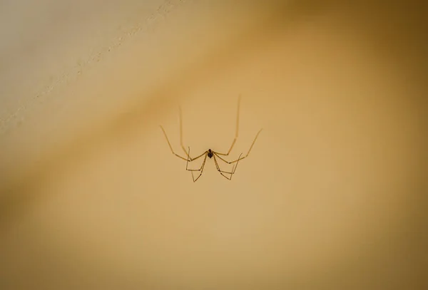 Closeup Shot Spider — Stock Photo, Image