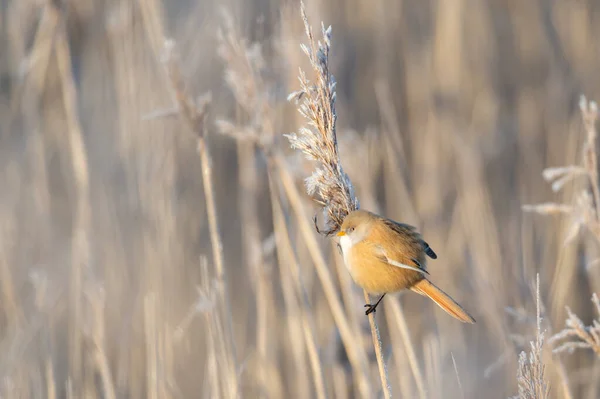 Nahaufnahme Eines Vogels Auf Einem Zweig — Stockfoto