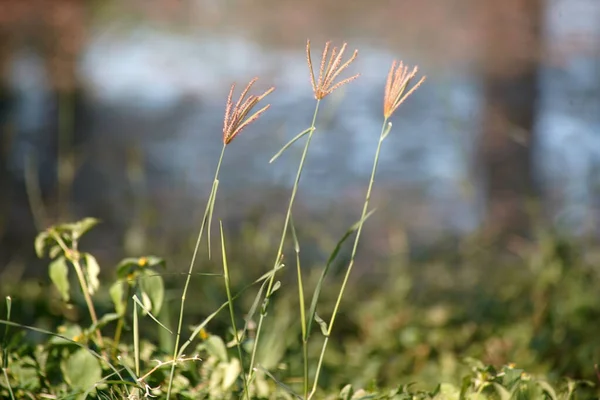 Primo Piano Erba Dolce Campo — Foto Stock