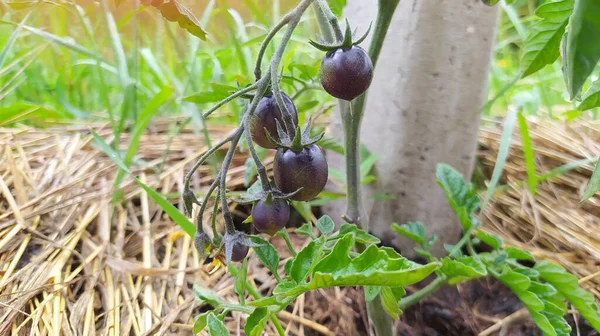 Nahaufnahme Eines Schwarzen Tomatenstiels Einem Garten — Stockfoto