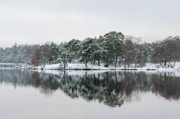 Прекрасный Снимок Зимнего Леса — стоковое фото