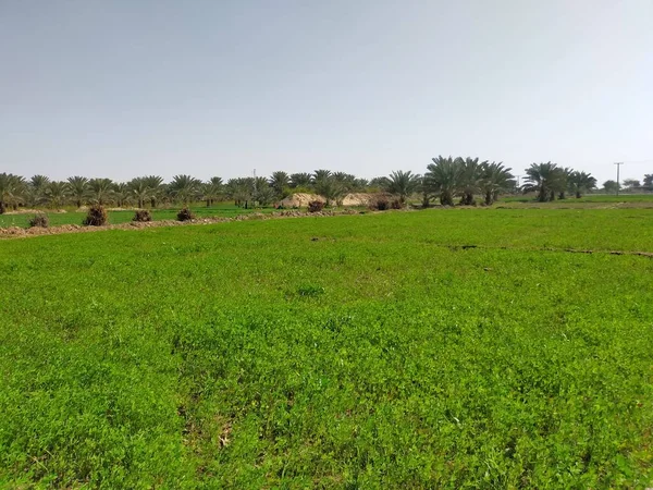 Erba Verde Nel Campo — Foto Stock