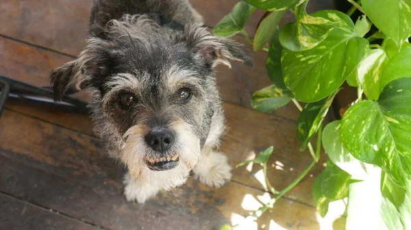 Cagnolino Che Guarda Verso Macchina Fotografica — Foto Stock