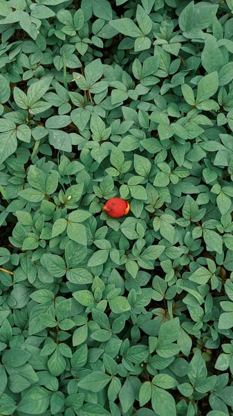 绿叶中的花的红芽 — 图库照片