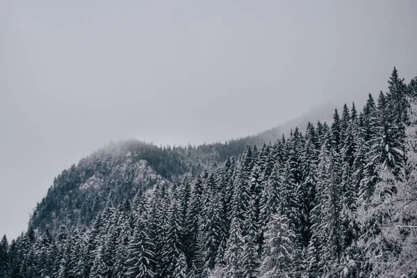 Ein Malerischer Blick Auf Den Schneebedeckten Nadelwald Den Bergen — Stockfoto