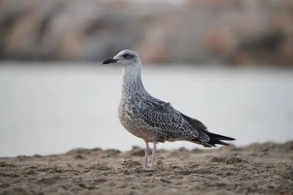 Een Selectieve Focus Shot Van Meeuw Een Kust — Stockfoto