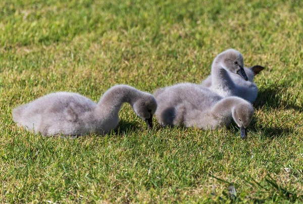 Grupo Cuatro Cisnes Bebés Grises Sentados Una Hierba Verde Bajo — Foto de Stock
