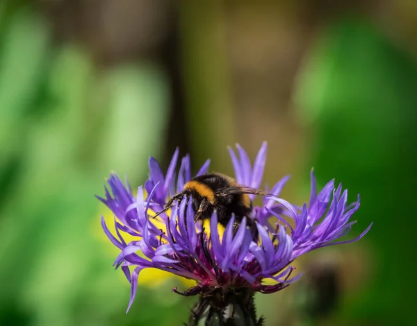 Крупный План Пчелы Фиолетовом Цветке Размытом Фоне — стоковое фото