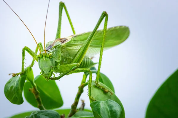 Μια Μακρο Φωτογραφία Ενός Speckled Bush Cricket Κάθεται Ένα Πράσινο — Φωτογραφία Αρχείου