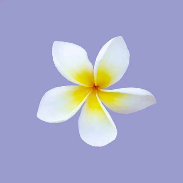 Egy Illusztráció Egy Virágfej Fehér Sárga Szirmok Kék Alapon — Stock Fotó