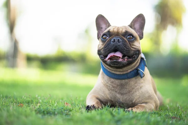 Una Linda Crema Bulldog Francés Acostado Una Hierba — Foto de Stock