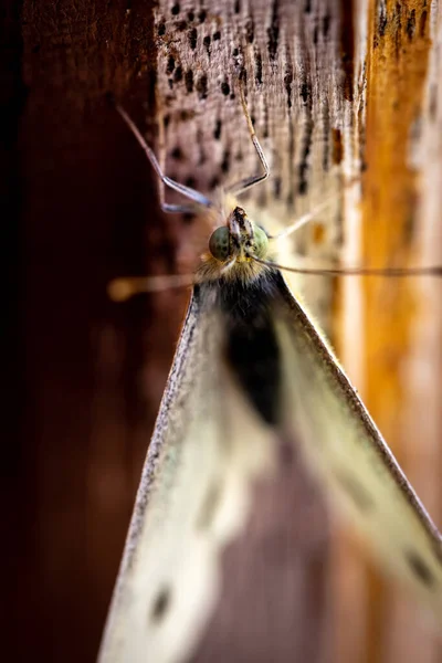 Top View Vertical Closeup Shot Butterfly Standing Wooden Surface — Stock Photo, Image