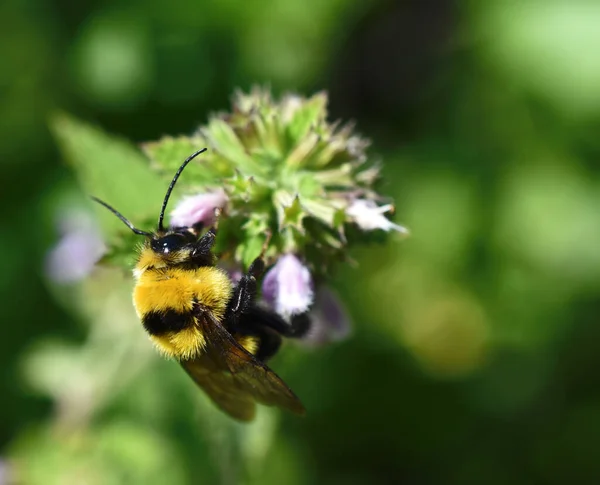 Bir Çiçeğin Nektarını Toplayan Bir Arının Seçici Odak Noktası — Stok fotoğraf