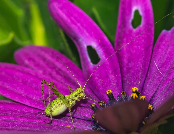紫色花朵上一只绿色蚱蜢的特写镜头 — 图库照片