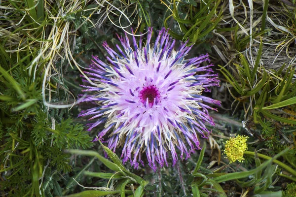 フィールド内のユリネラサブアカウリス紫色の花のクローズアップショット — ストック写真