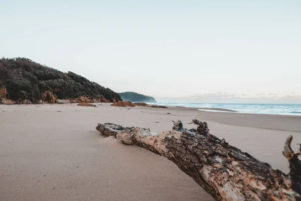 Primo Piano Grande Tronco Una Costa Sabbiosa — Foto Stock