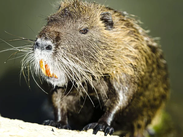 Selective Focus Shot Cute Chubby Otter Captured Lake — Stock Photo, Image