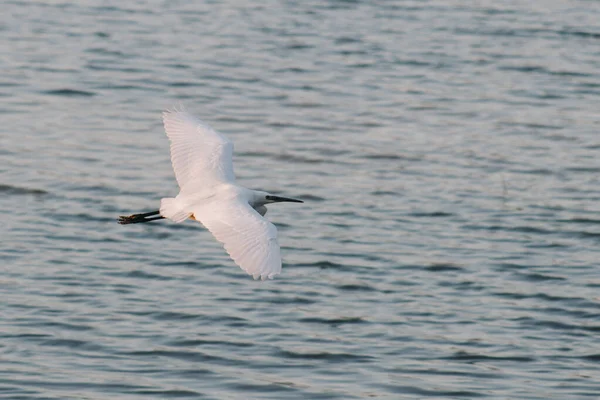 Una Pequeña Garza Volando Sobre Lago Parque Luz Del Día — Foto de Stock