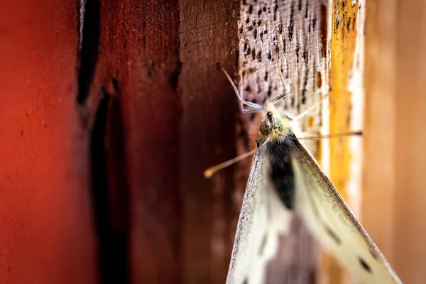 Vue Dessus Gros Plan Vertical Papillon Debout Sur Une Surface — Photo