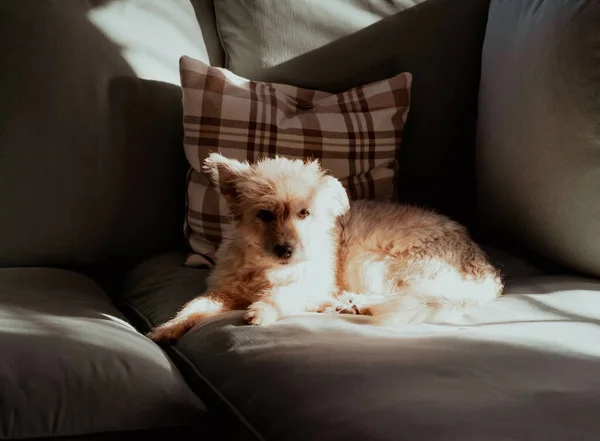 太陽の光の下で暗い部屋のソファに座っている犬のクローズアップショット — ストック写真