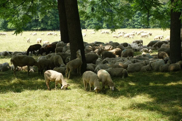 Eine Schafherde Weidet Auf Der Weide — Stockfoto