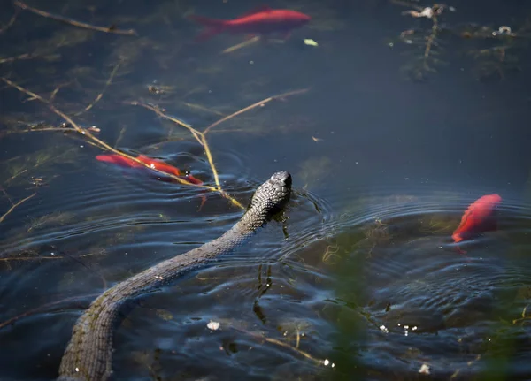 Bliższe Ujęcie Węża Jeziorze — Zdjęcie stockowe